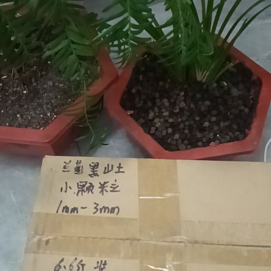 E****兰菌黑山土小颗粒6.6斤