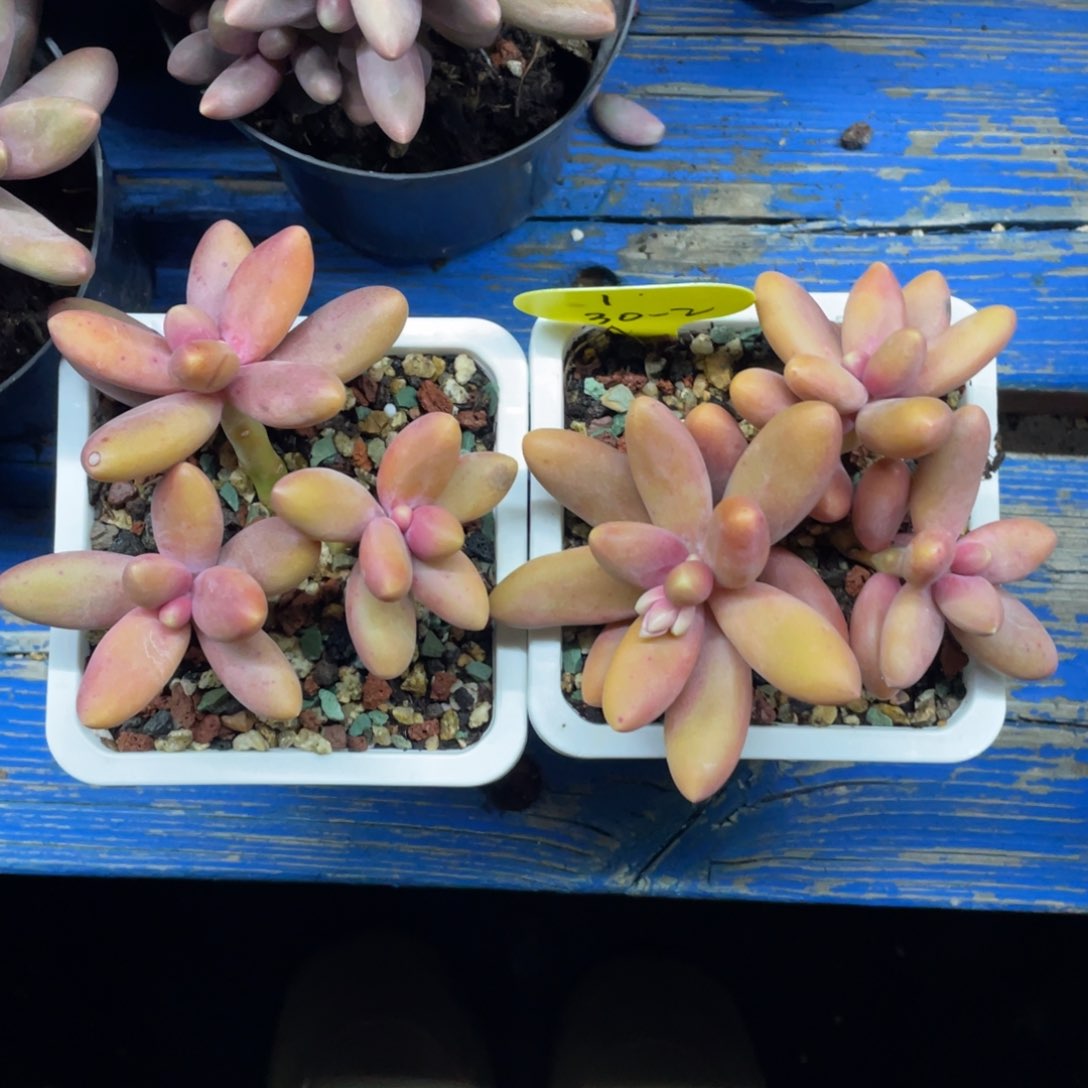 l糖果美人两个一组30