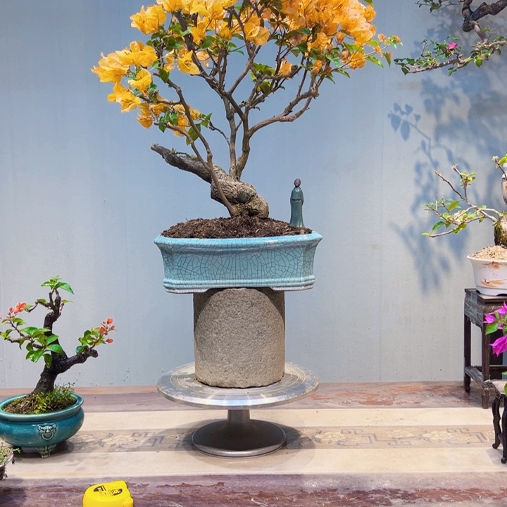 君***见完全开放加州黄金三角梅