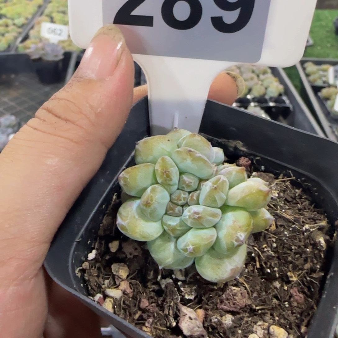 289号一物一拍特价福利