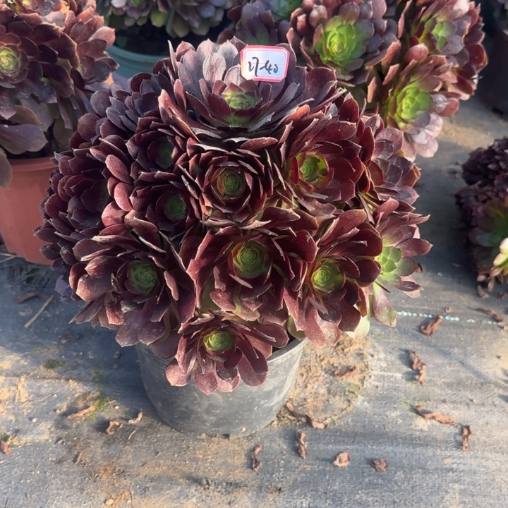 27-40黑金美好的多肉不包售后