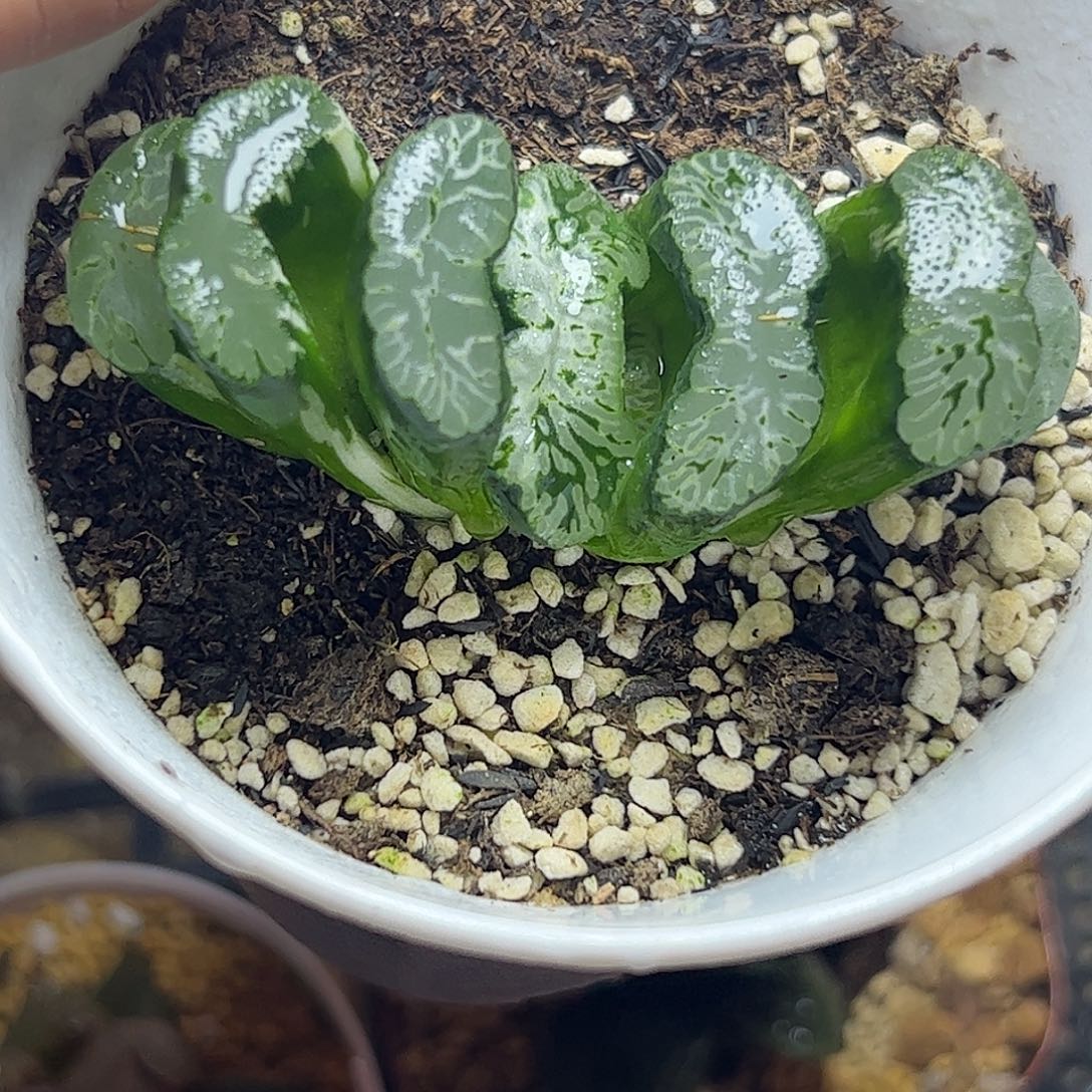玄武十二卷多肉植物