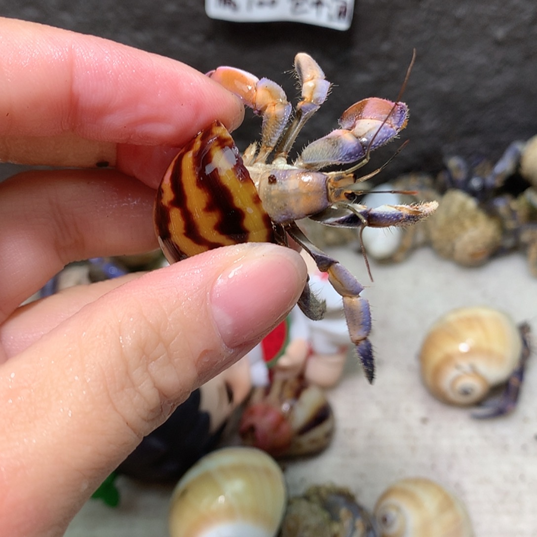 1.8口径奔跑的寄居蟹22号