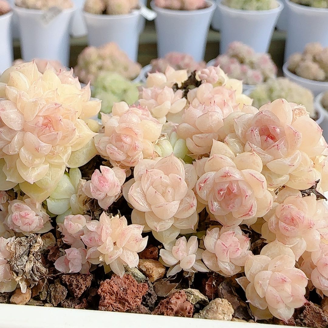 农***田0103-83（m1-192）散的散的