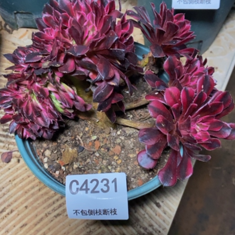 【闪购商品】4231多肉