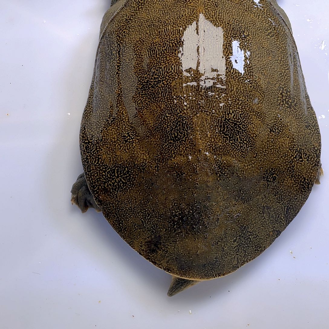 中国大陆12345678