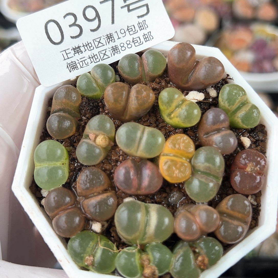 好养易活生石花大母本0397