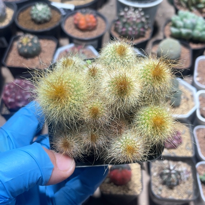 679实生多头金丝猴