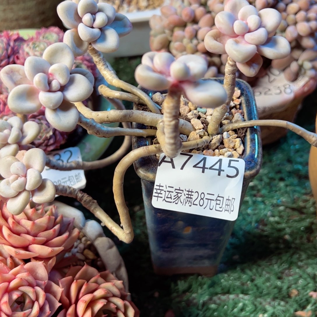 幸运的是我的朋友们