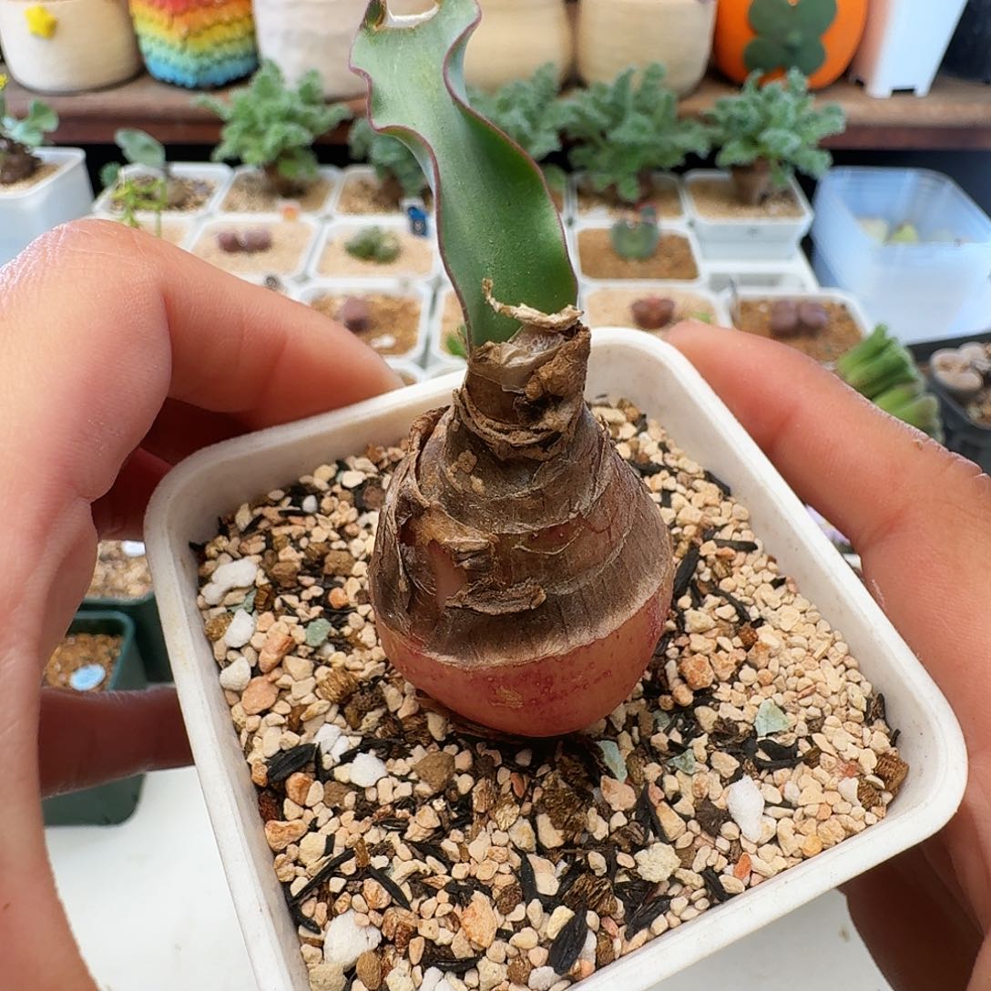 多肉植物福利肉锥波叶雪莲290