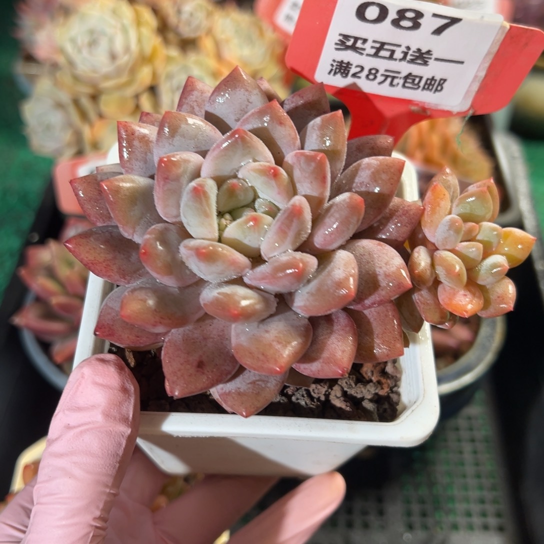 表妹精品多肉植物087.