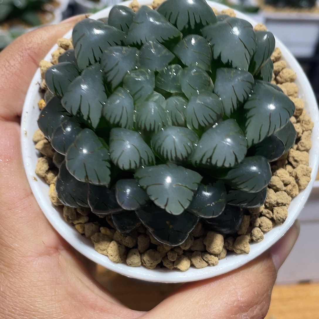 万象盆母本紫冰灯多肉