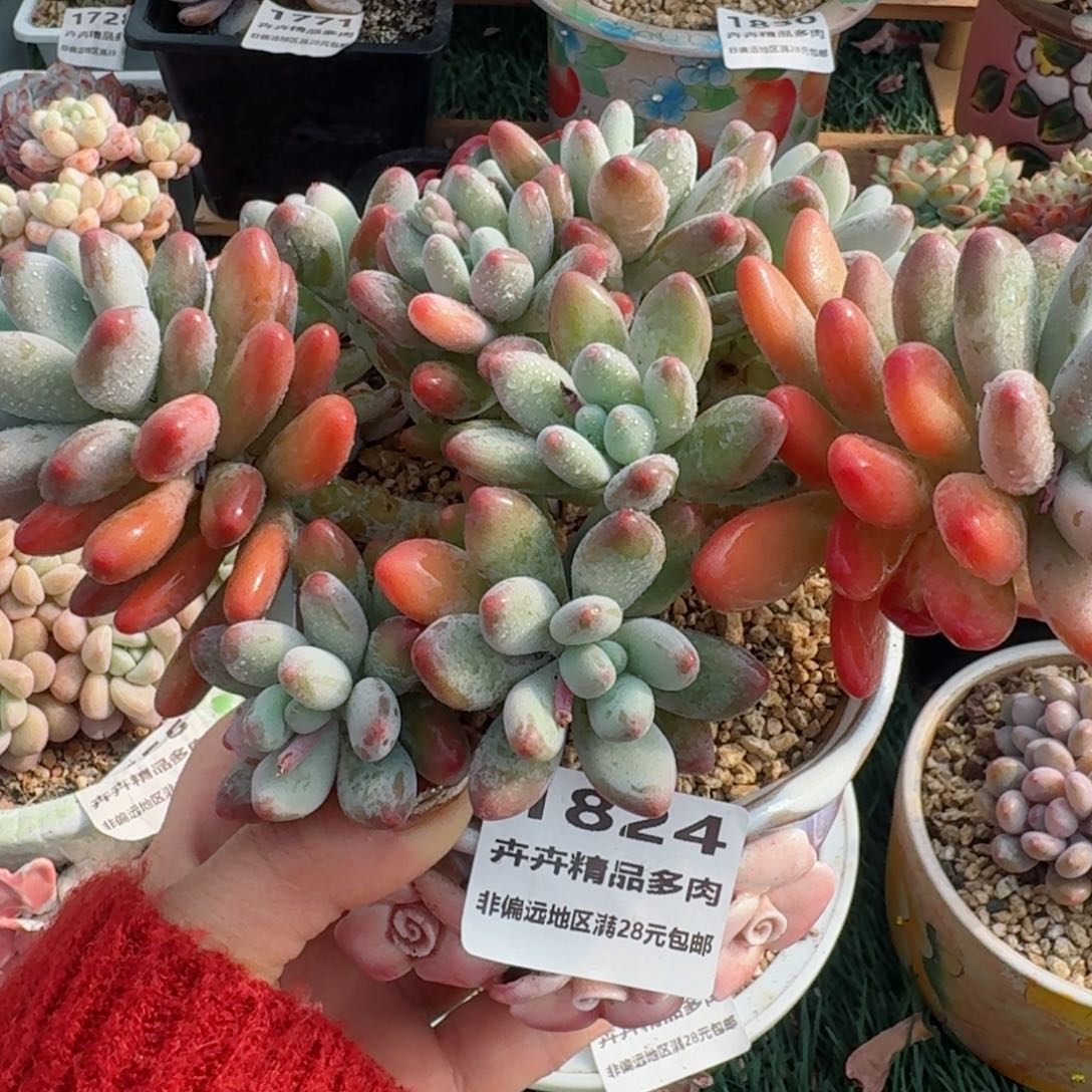 1824一物一拍（满28包邮）