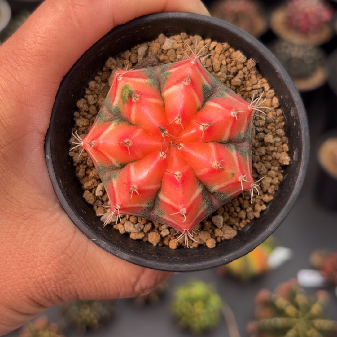 泰系实生米哈仙人球78号