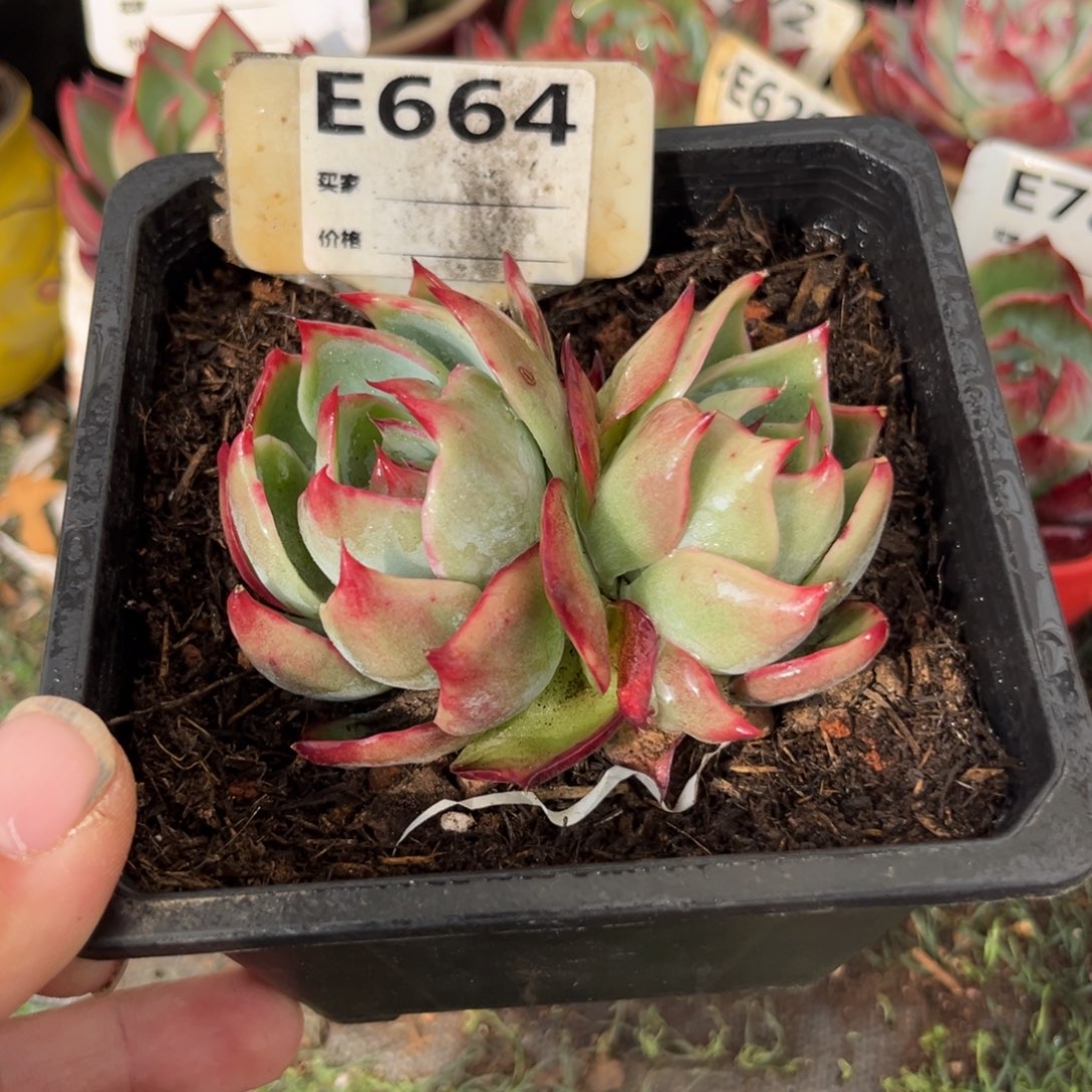 惊鸿一瞥664号多肉