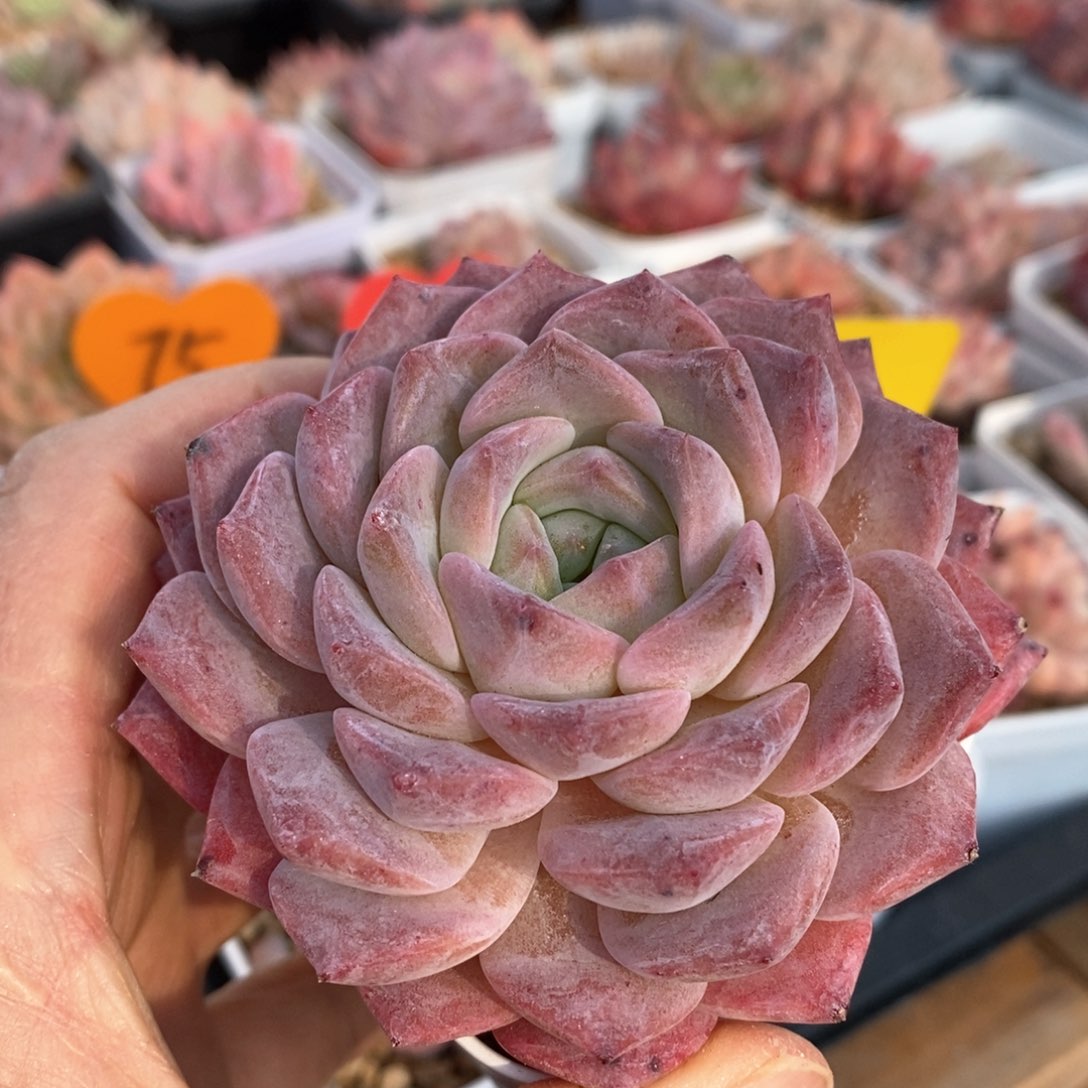 精品多肉一物一拍不包整15