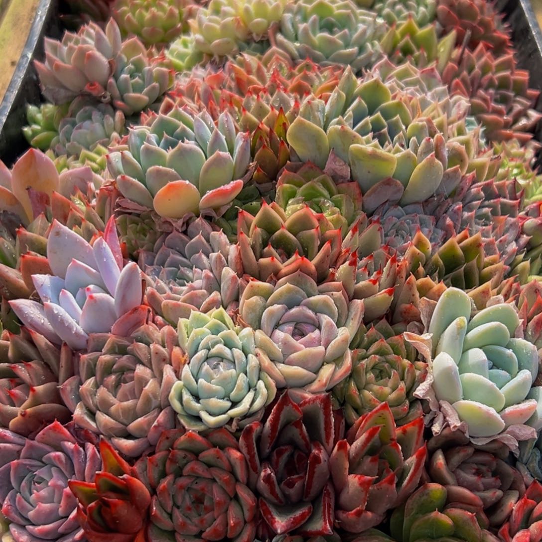 971多肉葡萄的味道是真的