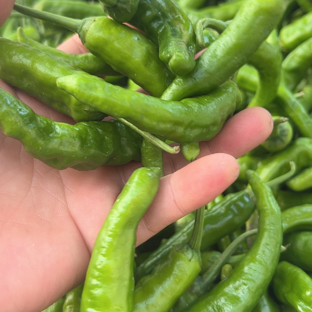 中国大陆农家樟树港辣椒3斤