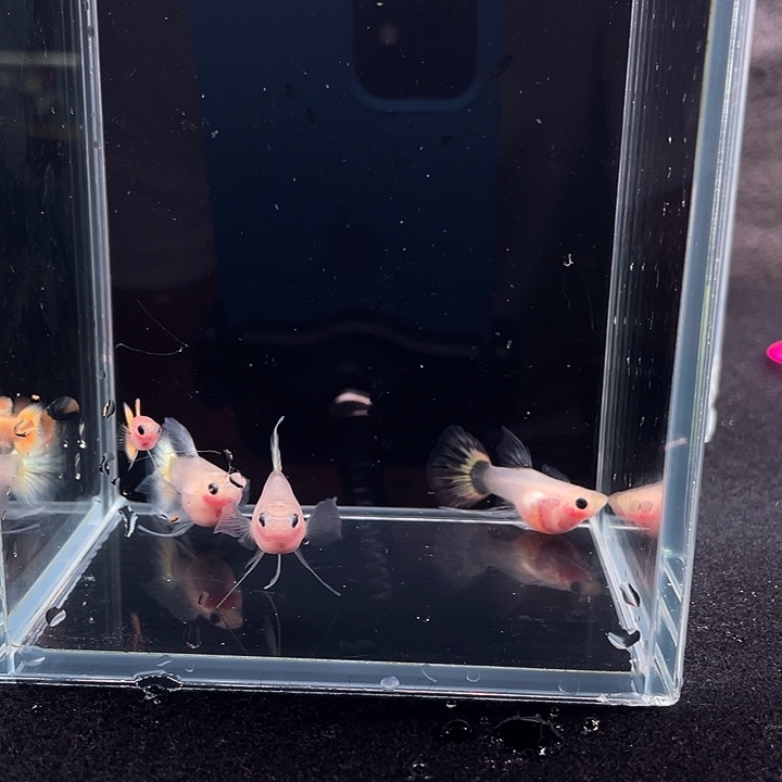 黄金玻璃猫球5条3母2公