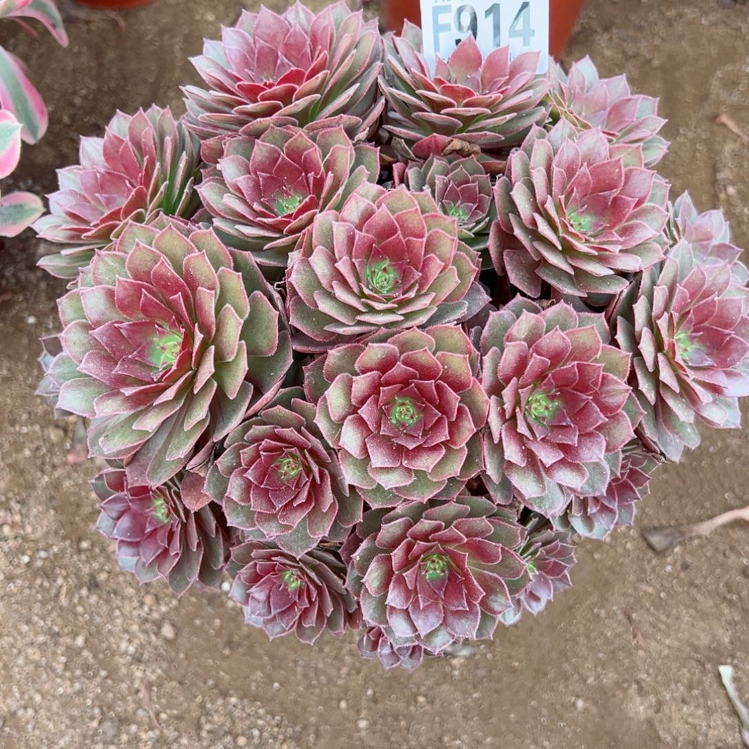 914红魔玫瑰尺寸23左右p