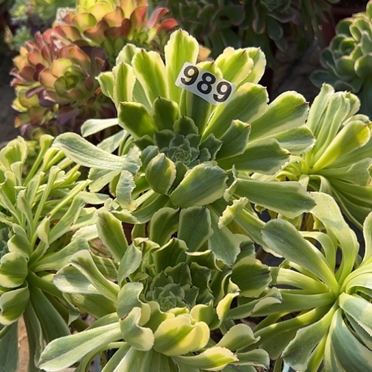 y****u多肉植物一个