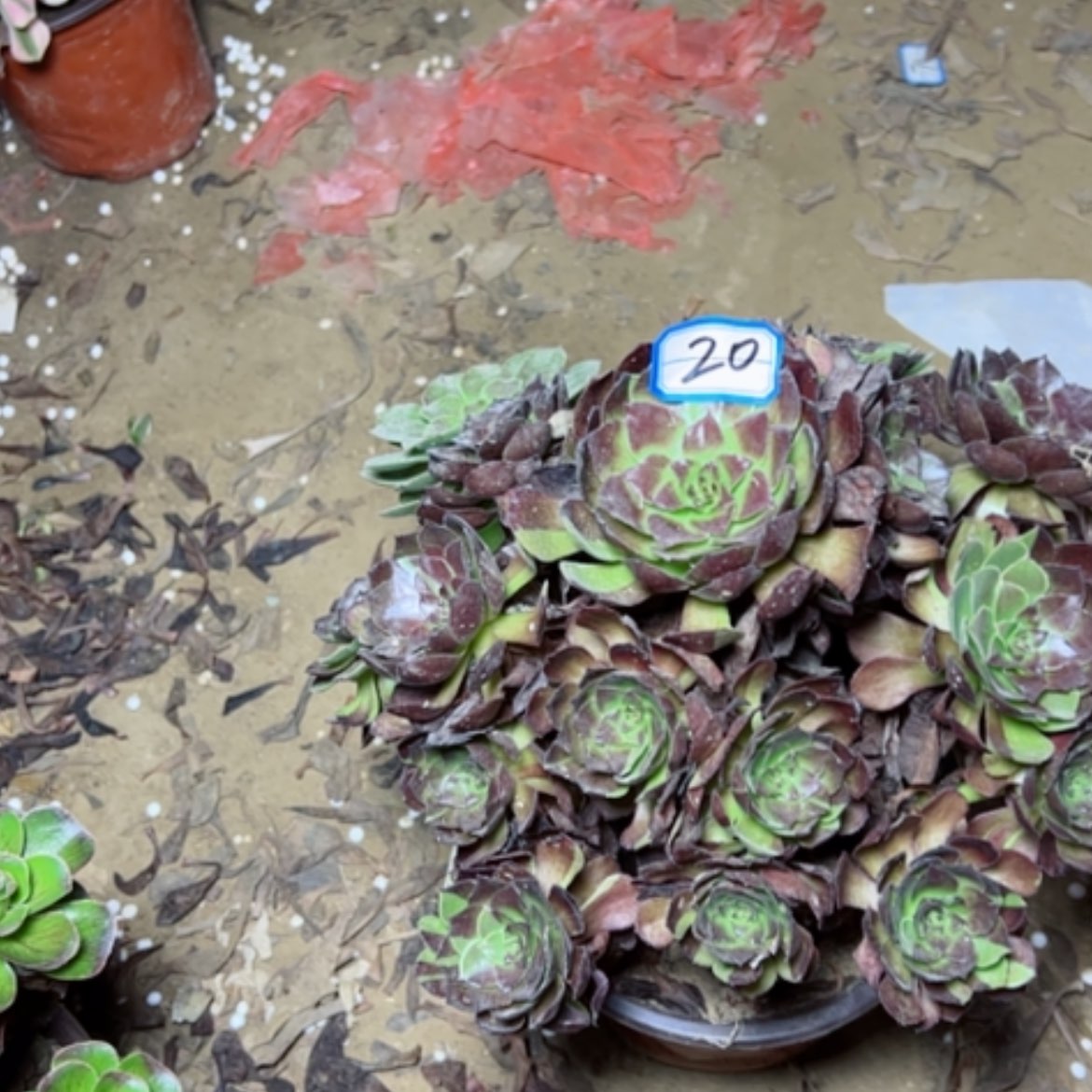 【闪购商品】黑美人20