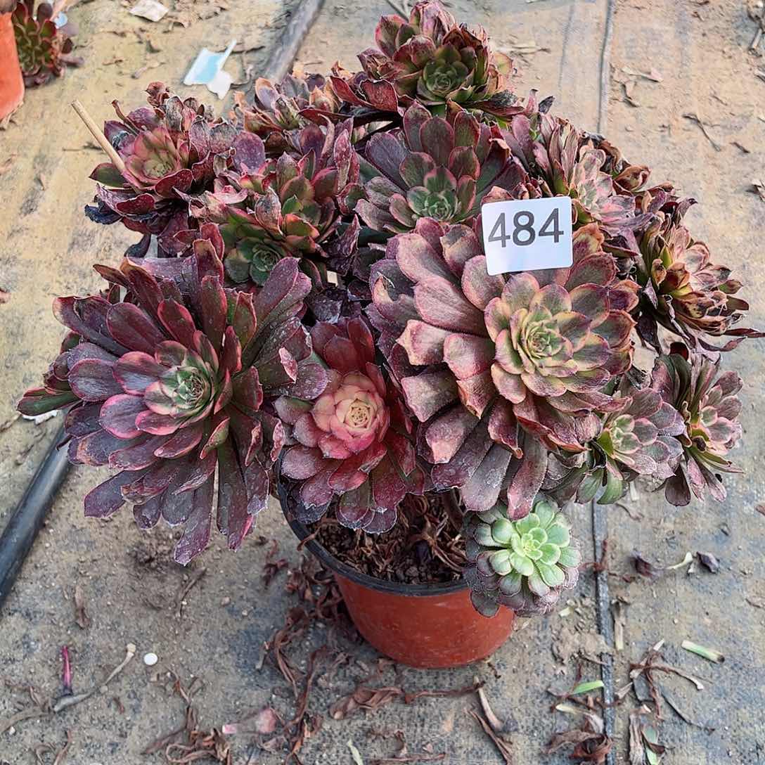 多肉植物烟花484