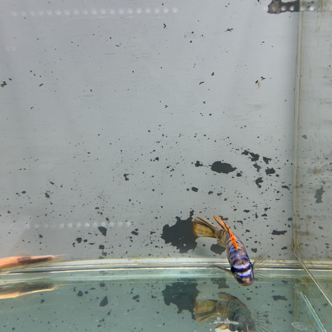 慈鲷W*源730号松比西