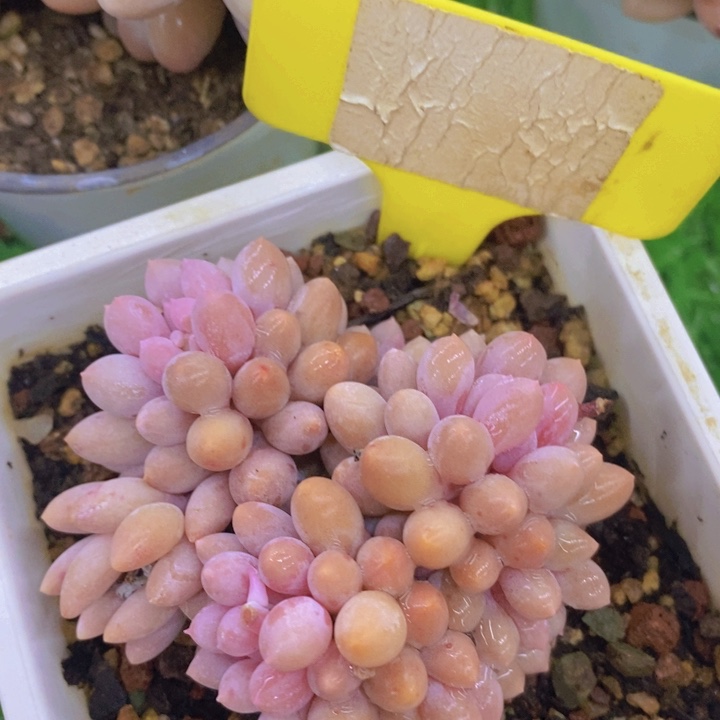 多肉植物，开心多肉