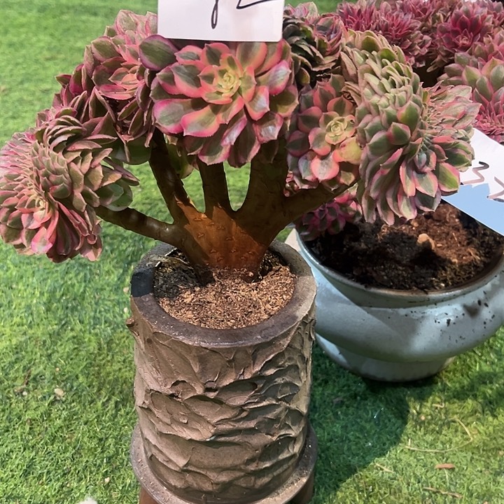 荟***蔚42倾城缀化法师一颗