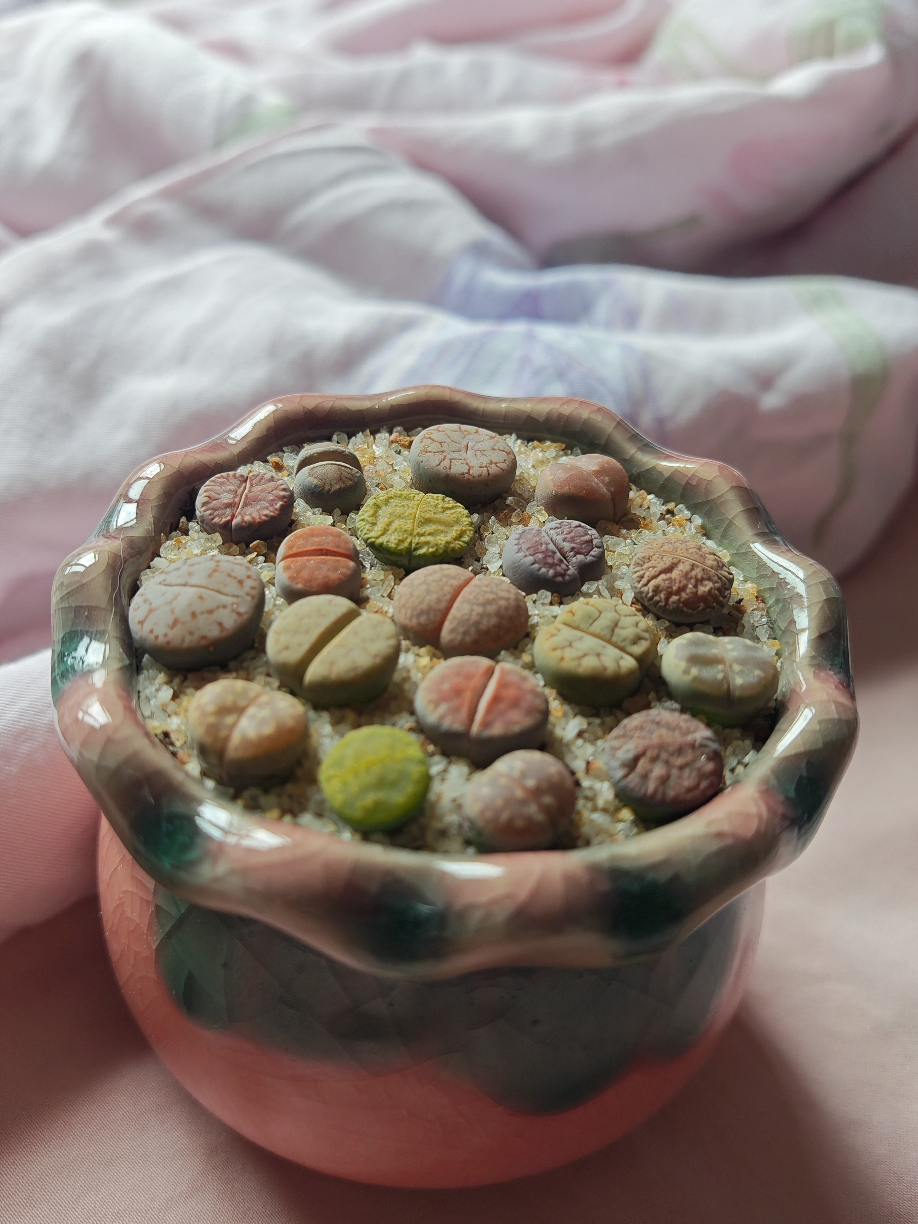 生石花屁股花多肉植物带土整盆室内阳台花卉好养活