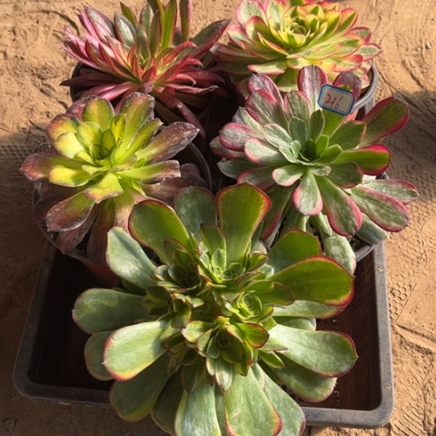 216多肉植物组合