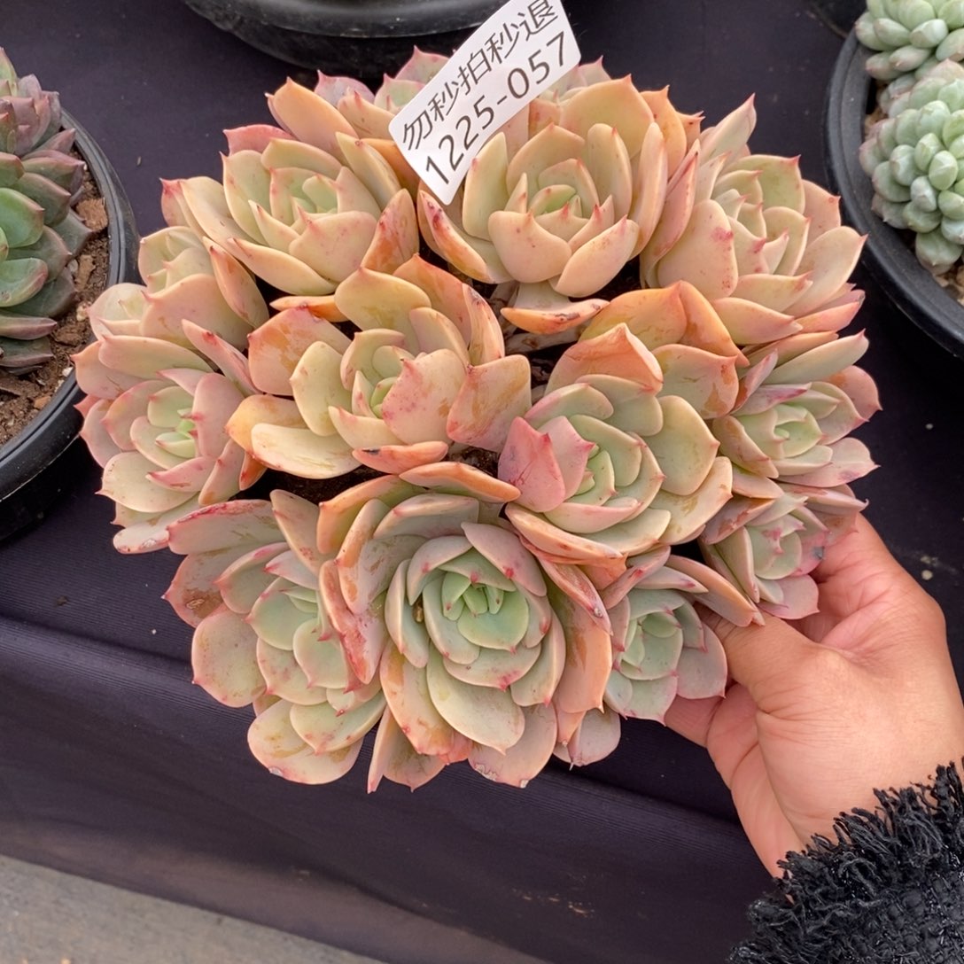 小*妹两单包邮1225-57白雪公主