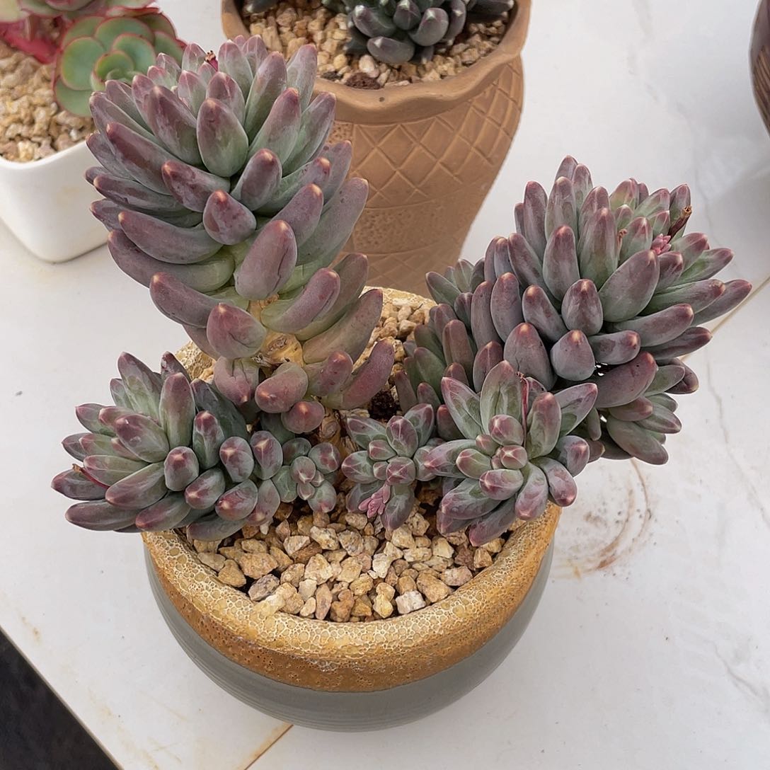 乌拉克拉多肉多肉多肉