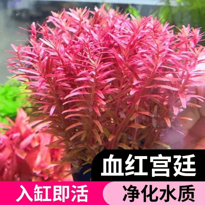 血红宫廷水草 水下叶 懒人后景水草