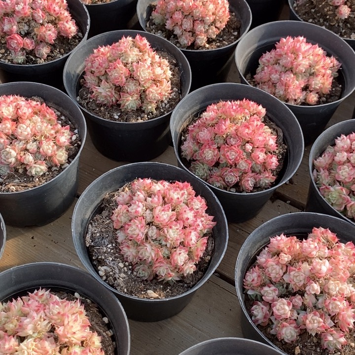 75绿油麦杆不包整 福利多多