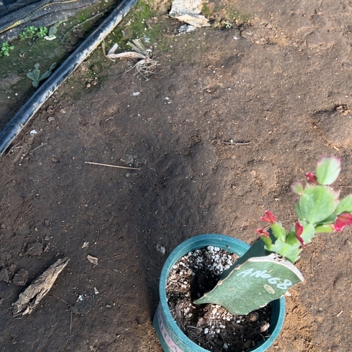 糖***果16号081橘色花朵1。    