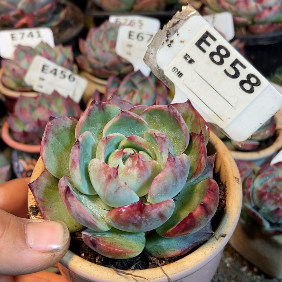 惊鸿一瞥858号多肉