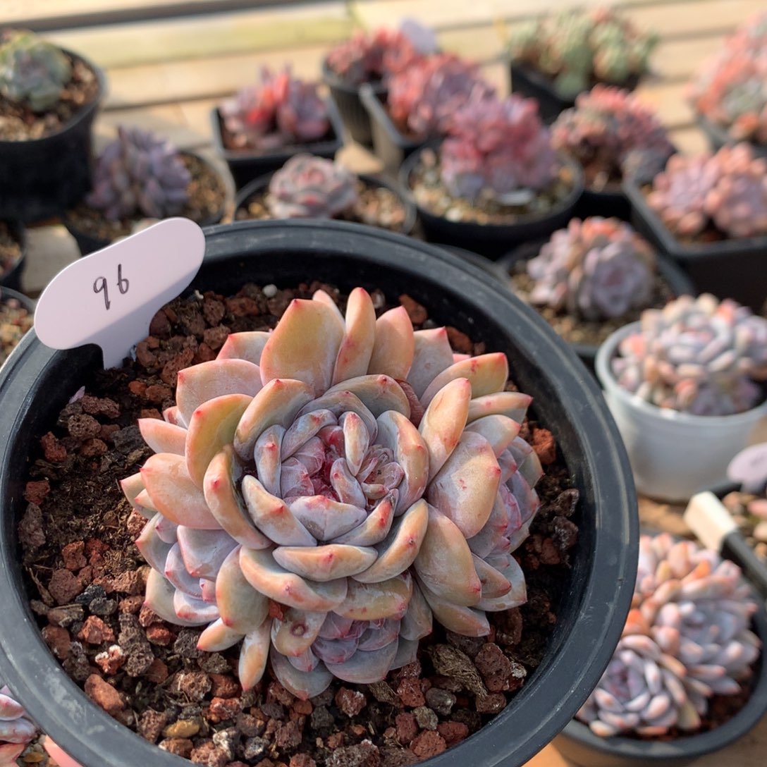 10厘米六头有砍紫皮石榴籽 96