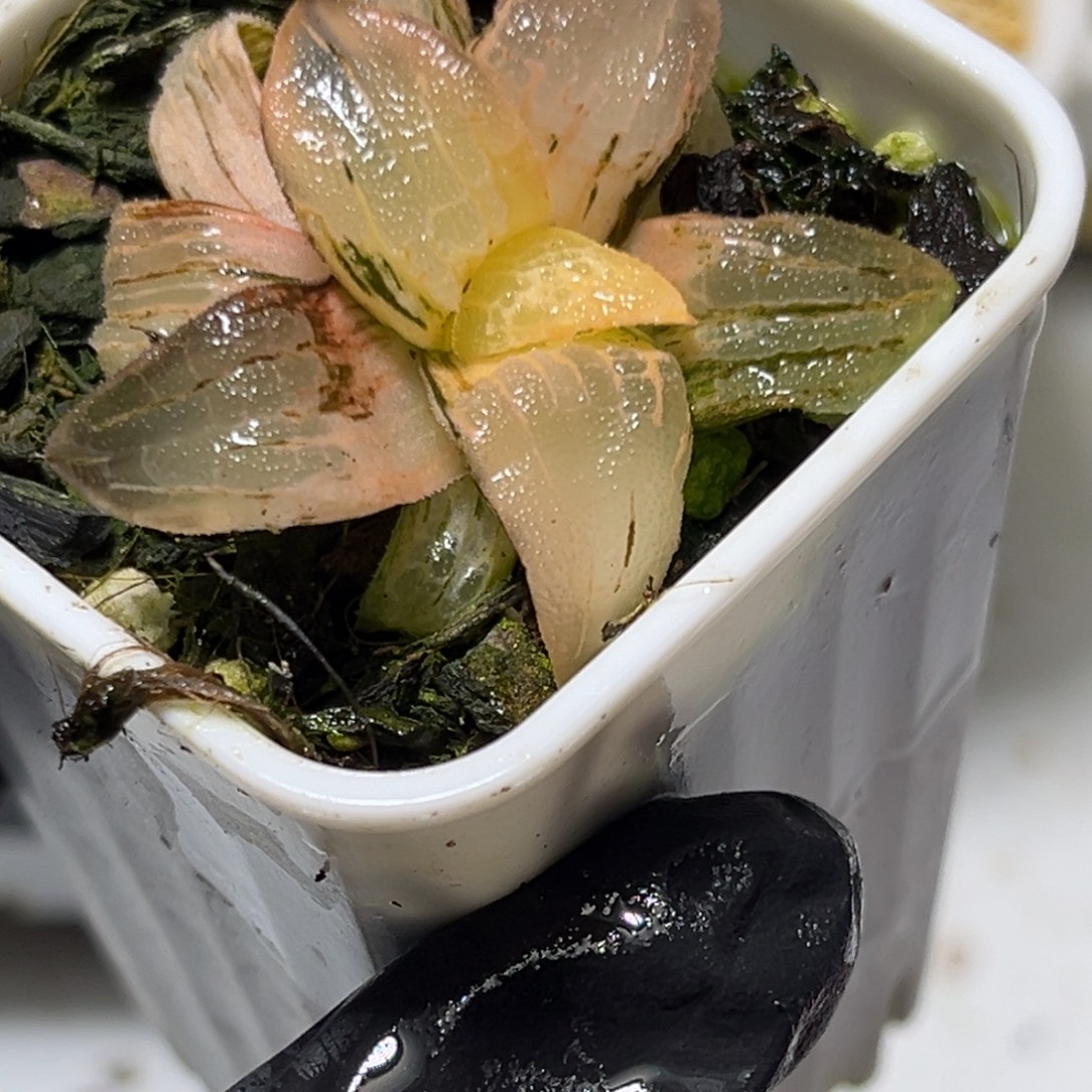 恭喜发财大吉大利0404糯阿