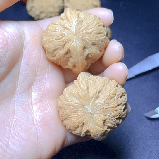 大叶紫檀（黑酸枝木类）栗*