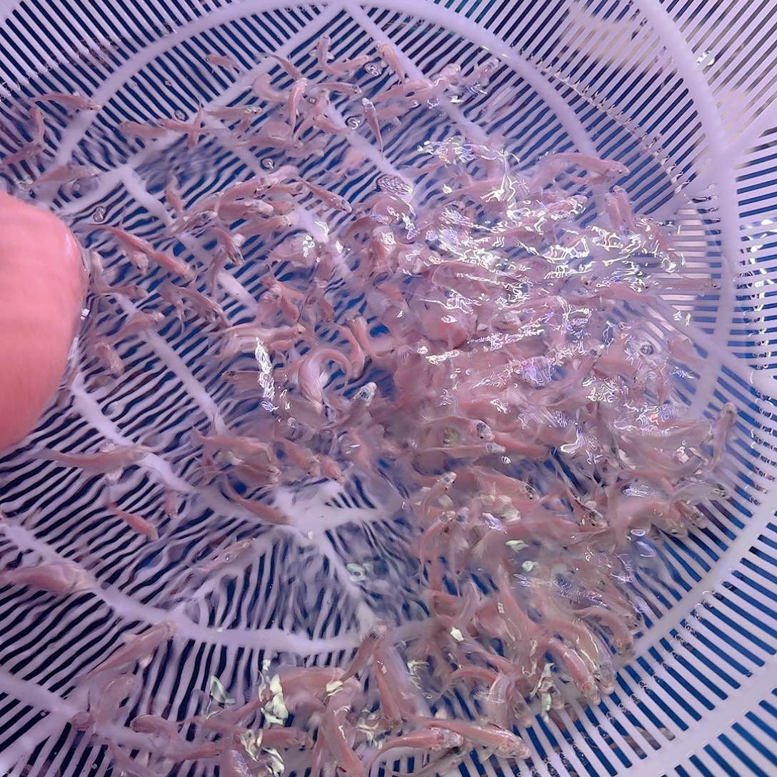 海水鱼福袋不包活