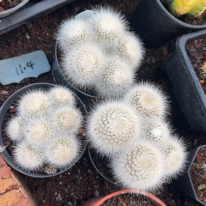 无花朵宣传广告方法回家好好干哈哈哈哈就