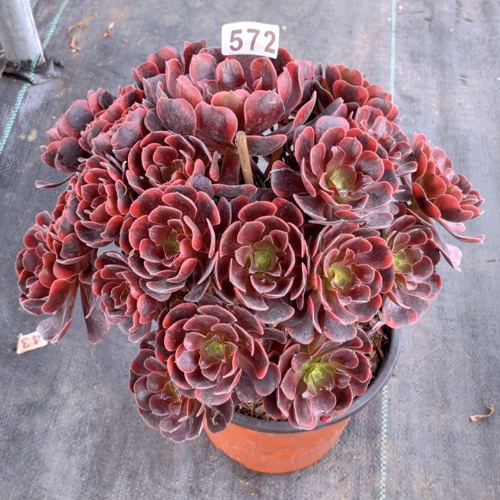 572老庄多肉法师爱神