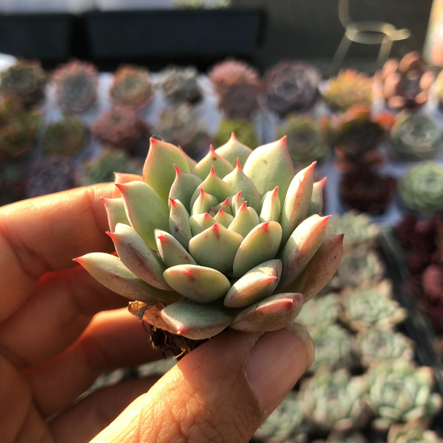 htp3-4厘米1颗十元包邮