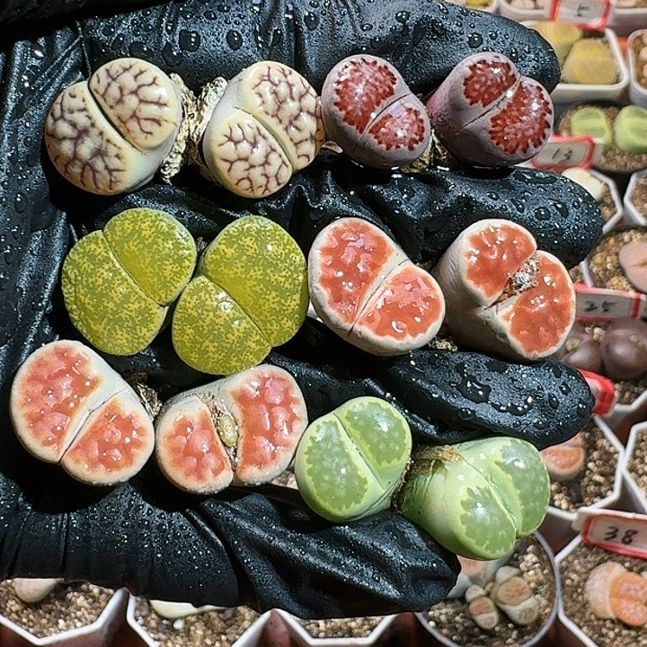 生石花12554。 71