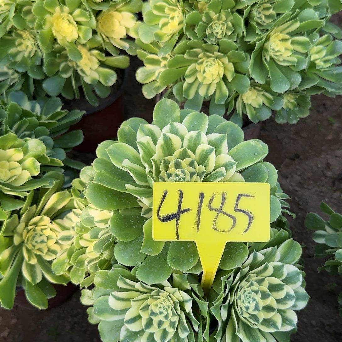 4185---辛尼亚多头多肉