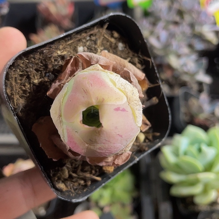 6.5方盆粉色大帕玫瑰