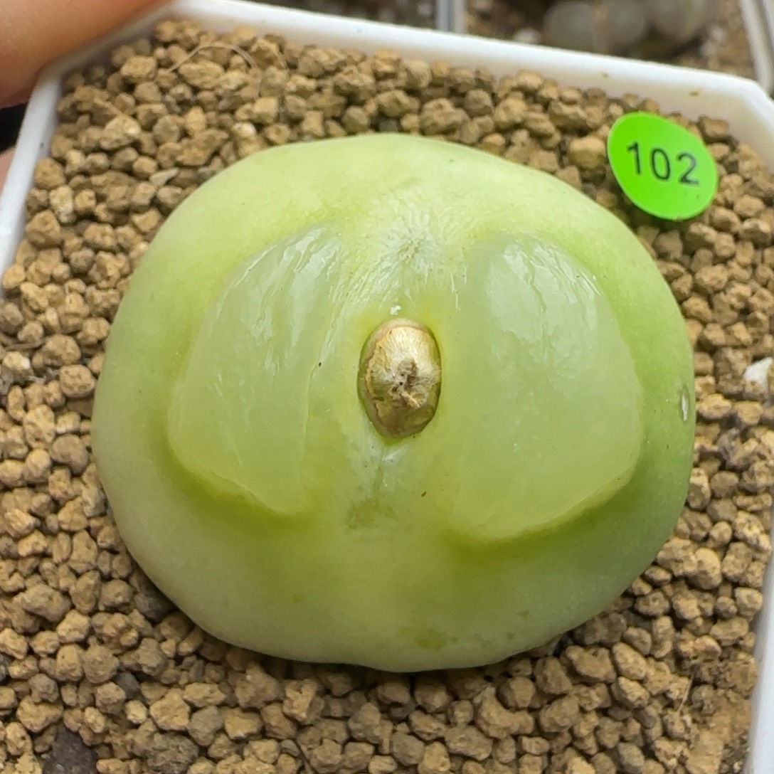 拉登4.5+多肉植物102