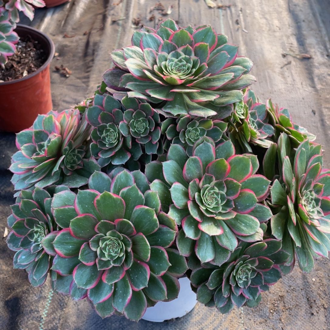 杨*阳221粉花妖精品法师多肉